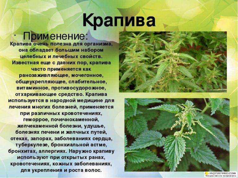 Польза и вред раков для организма | польза и вред