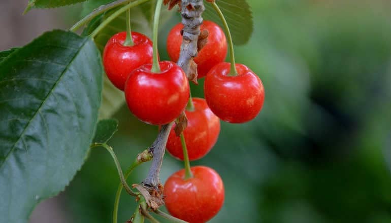Польза изюма — 8 свойств для организма человека, а также вред и противопоказания