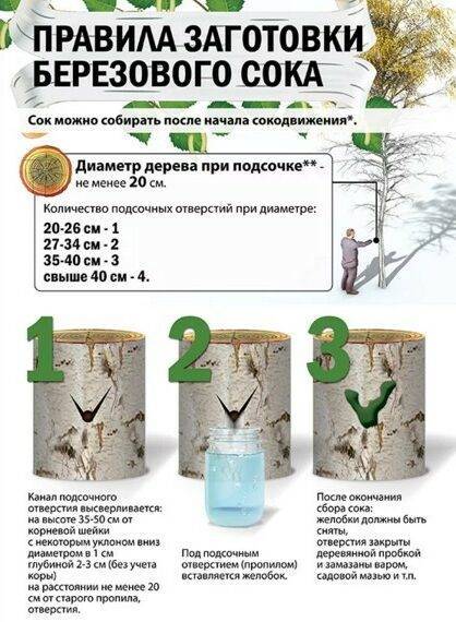 Рецепт приготовления вина из березового сока. рецепт домашнего вина из берёзового сока. простой рецепт вина из березового сока. как сделать в домашних условиях