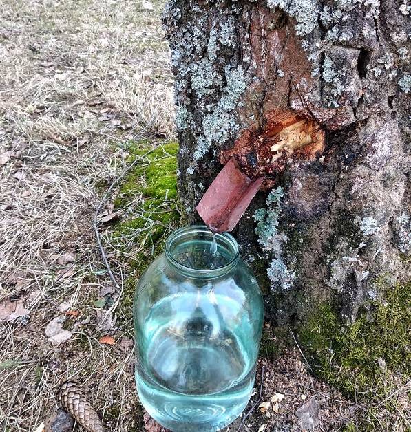 Как сделать вино из березового сока. рецепты: домашнее вино березовик. » сусеки