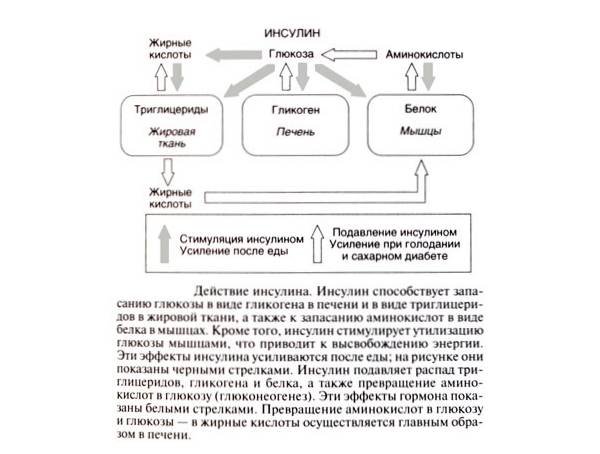 Инсулин в бодибилдинге и спорте: зачем колют, как принимать