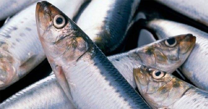 Польза селедки — 7 доказанных свойств для организма человека, а также вред и противопоказания