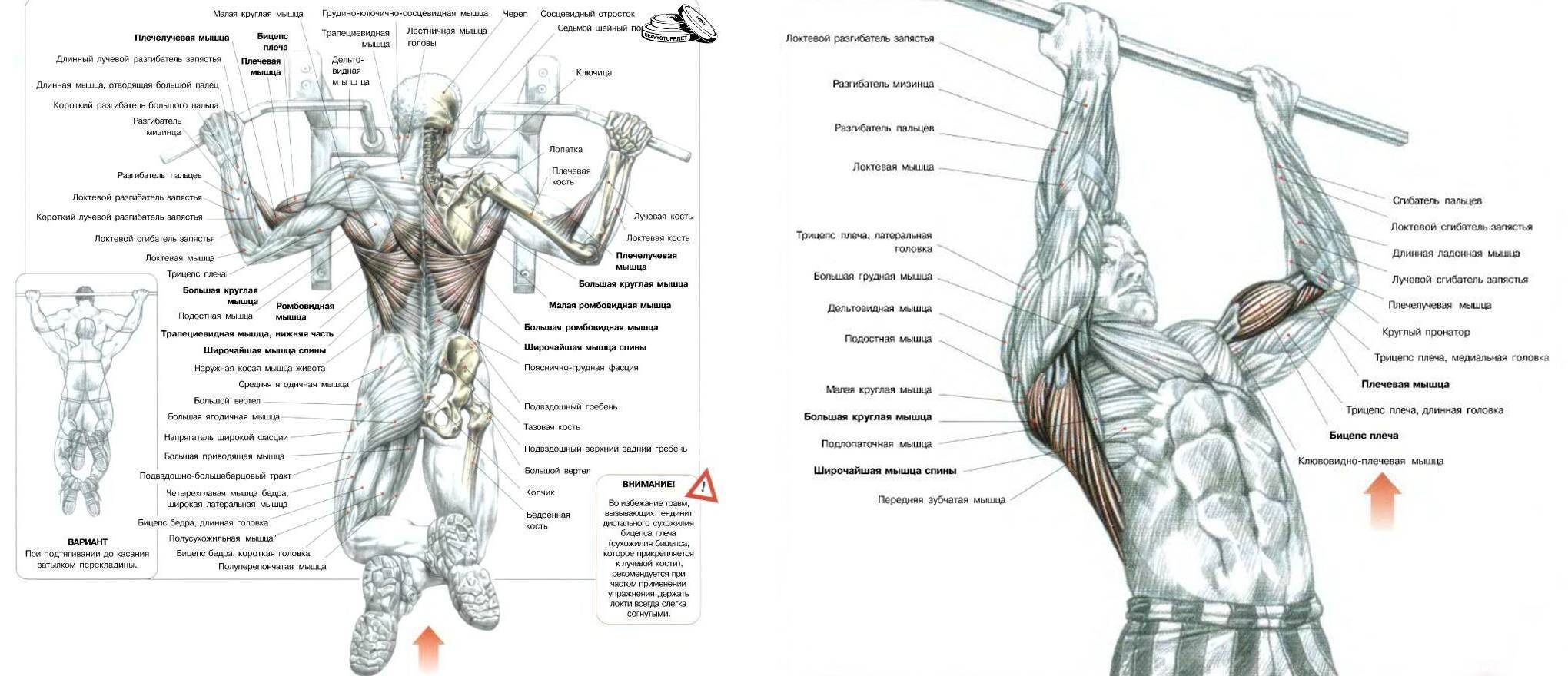 Подтягивания: все виды и техника выполнения