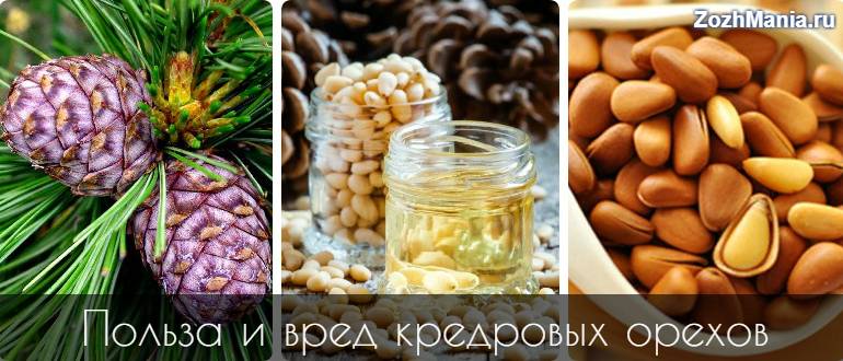 Кедровые орехи: польза и вред для организма