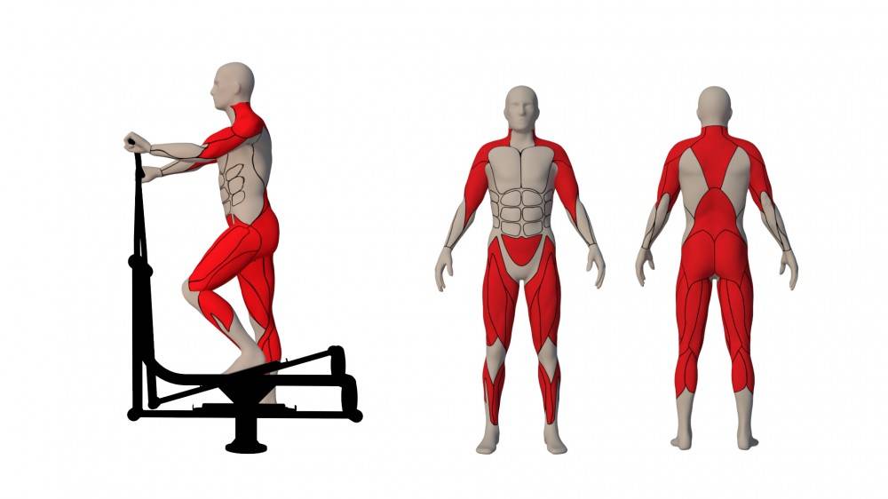 Тренажер "гребля": как правильно заниматься, какие мышцы работают