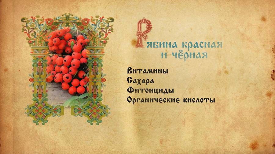 12 трав для улучшения мозгового кровообращения: какие лекарственные растения самые мощные и эффективные?